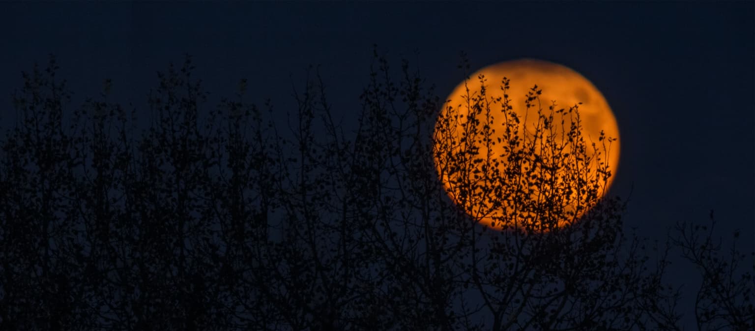 Bookis anbefaler: Skumle bøker for barn og voksne! 🎃